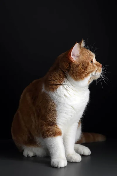 Gato macho vermelho, caminhando em direção a câmera, isolado em preto — Fotografia de Stock