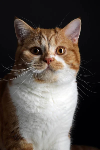 Grappig portret van gelukkig glimlachen gember kat staren met geopende mond en grote ogen op geïsoleerde zwarte achtergrond — Stockfoto