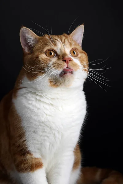 Zabawny portret Happy Smiling Ginger Cat Gazing z otwartymi ustami i dużymi oczami na odizolowanym czarnym tle — Zdjęcie stockowe