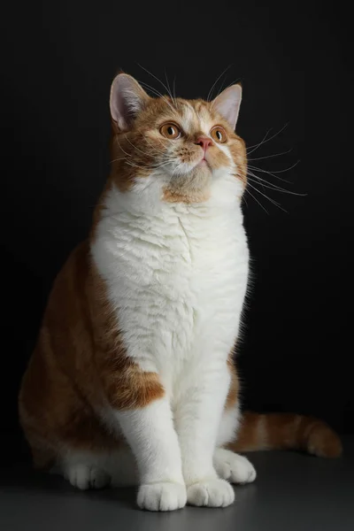 Funny Portrait of Happy Smiling Ginger Cat Mirando con la boca abierta y los ojos grandes sobre el fondo negro aislado —  Fotos de Stock