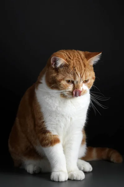 Rolig porträtt av glad leende ingefära katt stirra med öppnade mun och stora ögon på isolerad svart bakgrund — Stockfoto