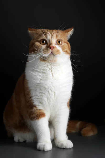 Zabawny portret Happy Smiling Ginger Cat Gazing z otwartymi ustami i dużymi oczami na odizolowanym czarnym tle — Zdjęcie stockowe