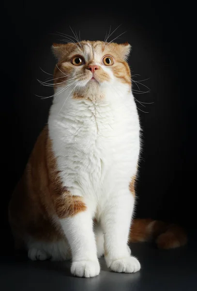 Funny Portrait of Happy Smiling Ginger Cat Mirando con la boca abierta y los ojos grandes sobre el fondo negro aislado —  Fotos de Stock