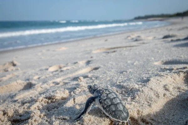 Baby Grön Havssköldpadda Gör Sin Väg Till Havet Swahiliska Kusten — Stockfoto