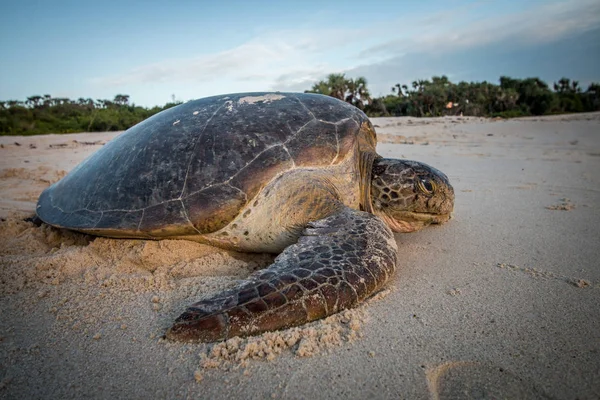 Yumurtalarını bıraktı sonra sahilde kadın yeşil deniz kaplumbağası. Swahili Coast, Tanzanya.