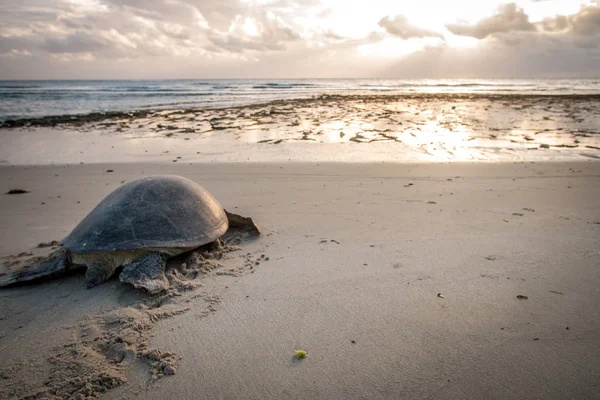 Female Green Sea Turtle Beach Having Laid Her Eggs Swahili — Stock Photo, Image