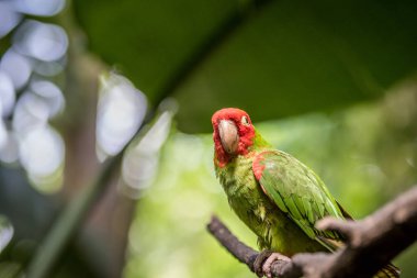 Kırmızı başlı conure dal.