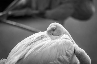 Büyük flamingo kendini Temizleme.