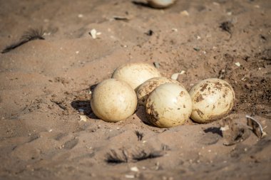 Deve kuşu yumurtaları yere Serme yakın çekim.