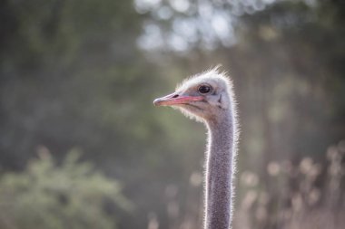 Bir devekuşu kafasını Afrika, yakın çekim.