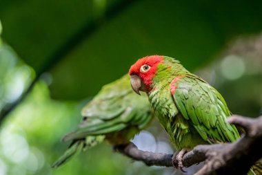 Red headed conure on a branch. clipart