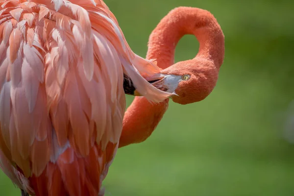 Close up van een Amerikaanse flamingo. — Stockfoto