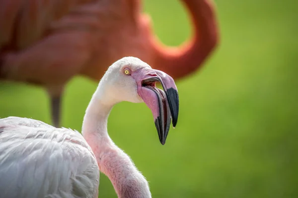 Close up van een grotere flamingo. — Stockfoto