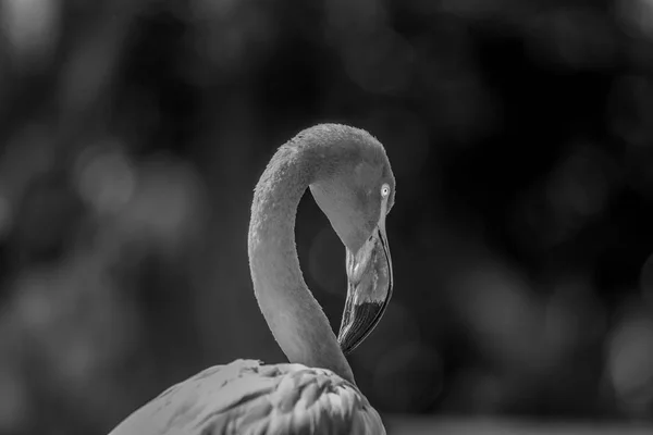Fechar de um flamingo americano . — Fotografia de Stock