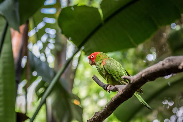 Red headed conure on a branch. — Stock Photo, Image