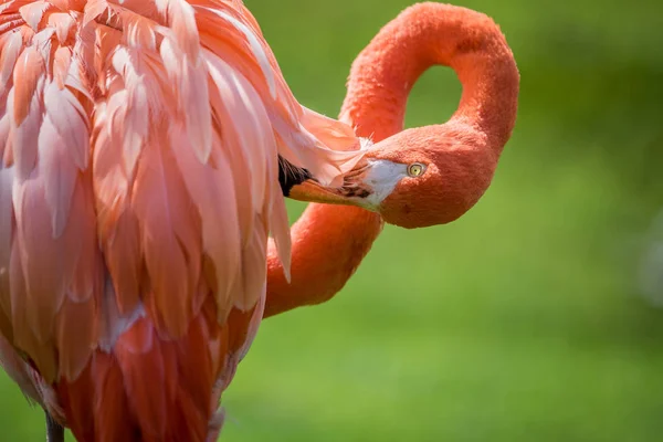 Close up van een Amerikaanse flamingo. — Stockfoto