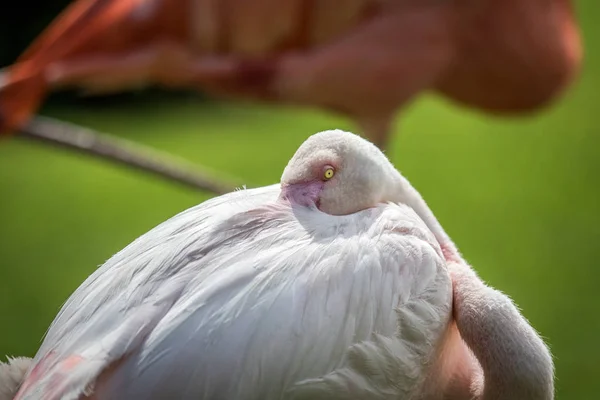 Grotere flamingo zelfreinigend. — Stockfoto