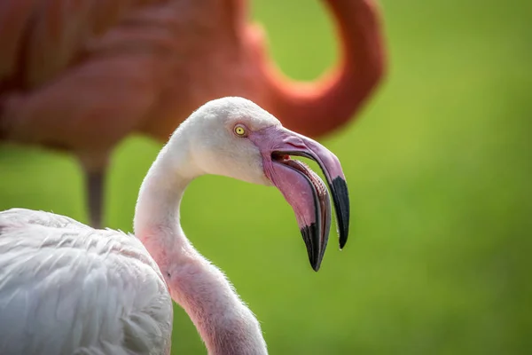 Close up van een grotere flamingo. — Stockfoto