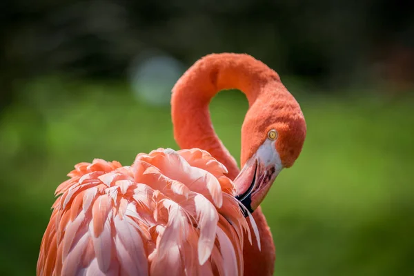 Bir Amerikan flamingo yakın çekim.