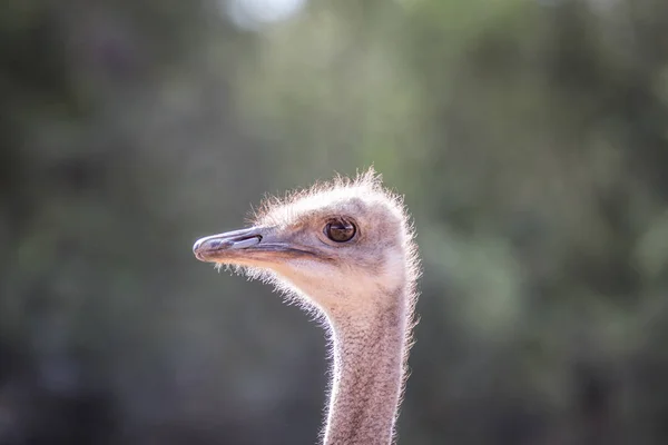 Close up van een struisvogel-kop in Afrika. — Stockfoto