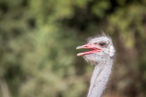 Close up of an Ostrich head in Africa. — Stock Photo, Image