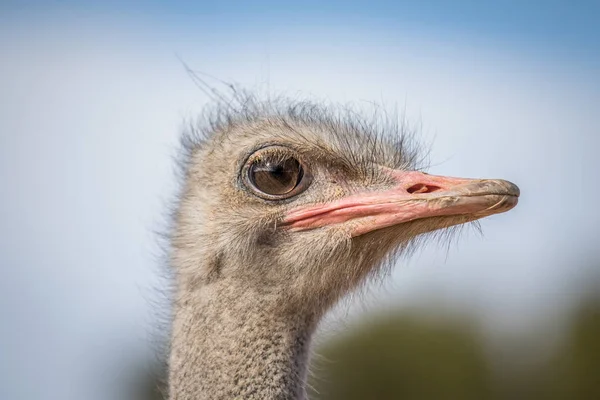 Close up of an Ostrich head in Africa. — Stock Photo, Image