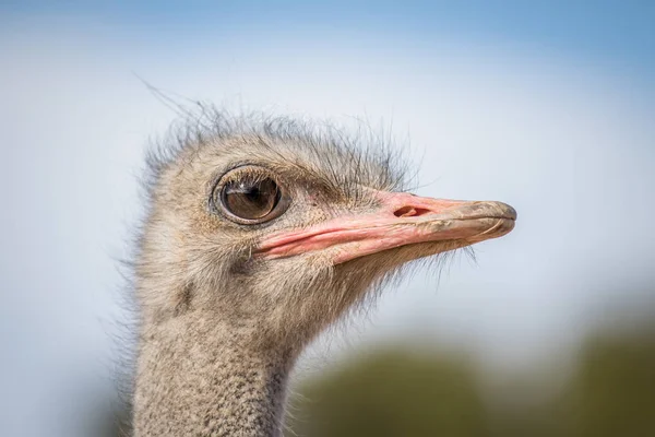 Close up of an Ostrich head in Africa. — Stock Photo, Image