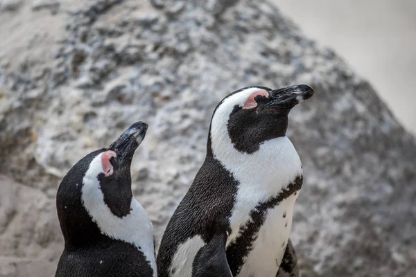 Close up de dois pinguins africanos . — Fotografia de Stock