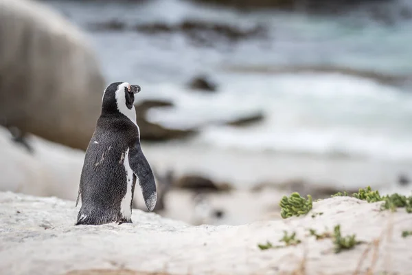 Pinguim africano em pé na areia. — Fotografia de Stock