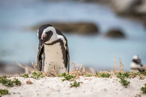 Pinguim africano em pé na areia. — Fotografia de Stock