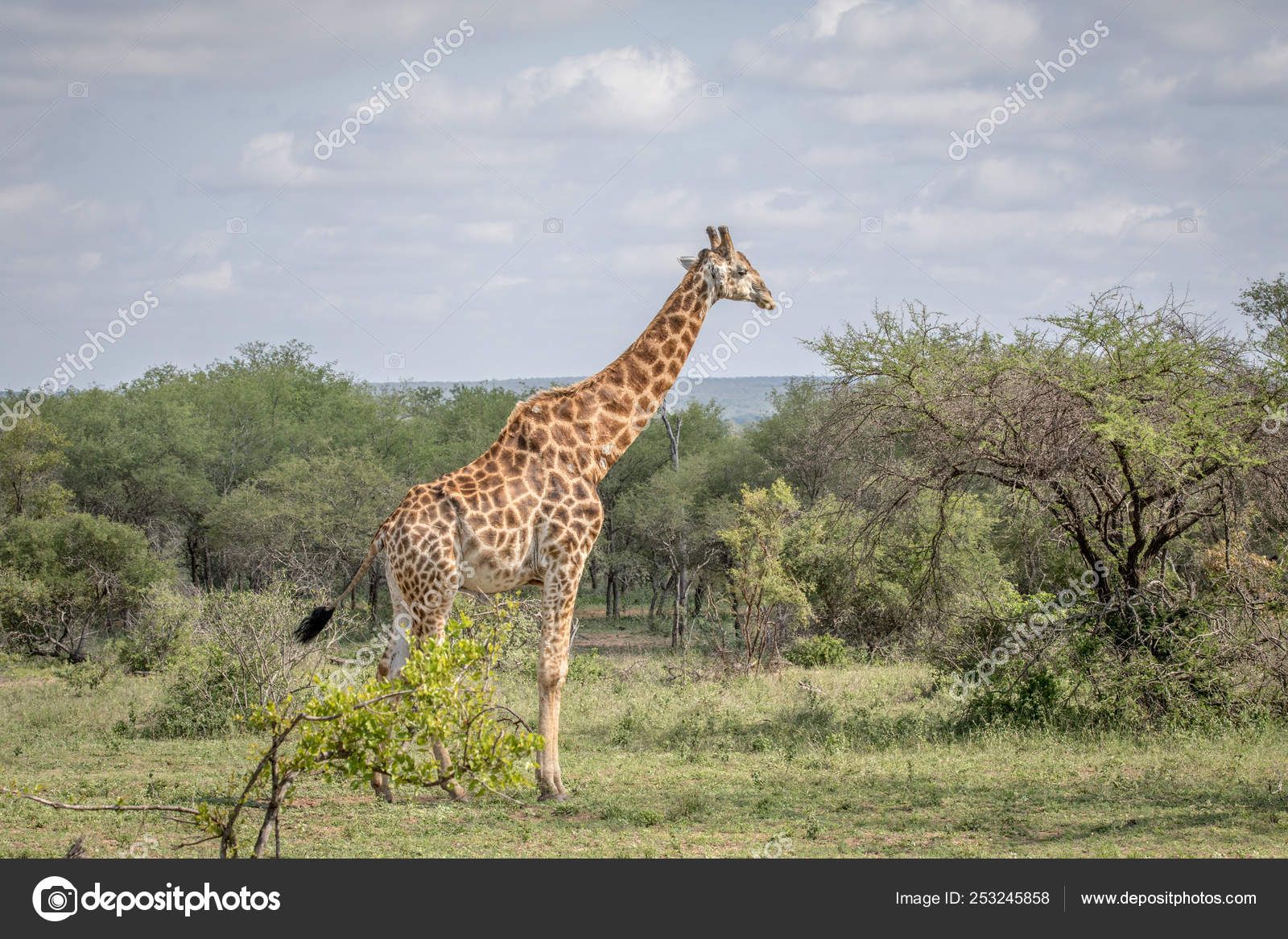 偶蹄類の動物写真素材 ロイヤリティフリー偶蹄類の動物画像 Depositphotos 偶蹄類の動物写真素材 ロイヤリティフリー偶蹄類の動物画像 Depositphotos
