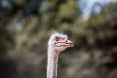 Bir devekuşu kafasını Afrika, yakın çekim.