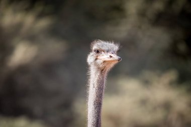 Bir devekuşu kafasını Afrika, yakın çekim.