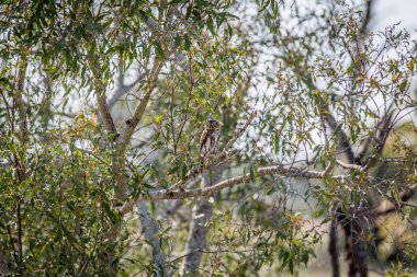Pearl benekli owlet dal.