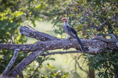 Bir dalda sarı gagalı boynuz gagası.