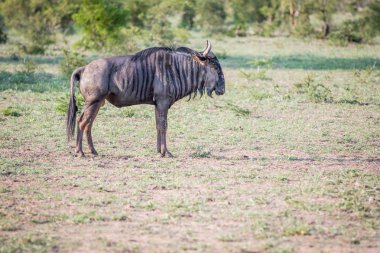 Mavi wildebeest ayakta çim.
