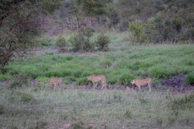 Üç çitalar bir drenaj çizgi yürüyüş.