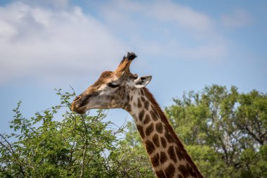 Kruger çimenlerde zürafa ayakta.