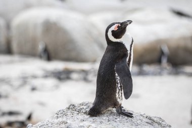 bir kaya üzerinde duran Afrika penguen.