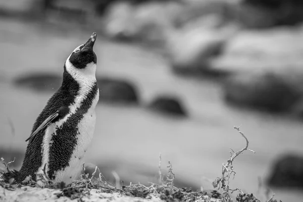 Pinguim africano em pé na areia. — Fotografia de Stock