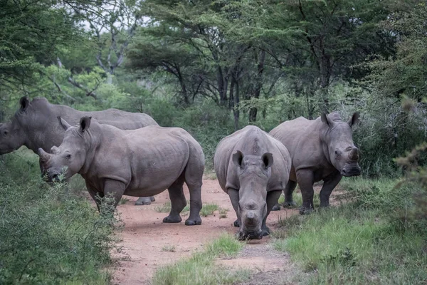 Grupul de rinoceri albi în picioare pe drum . — Fotografie, imagine de stoc