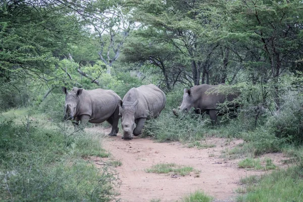 Grupo de rinocerontes brancos em pé na estrada . — Fotografia de Stock