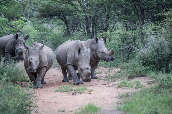 Grupo de rinocerontes blancos de pie en el camino . — Foto de Stock