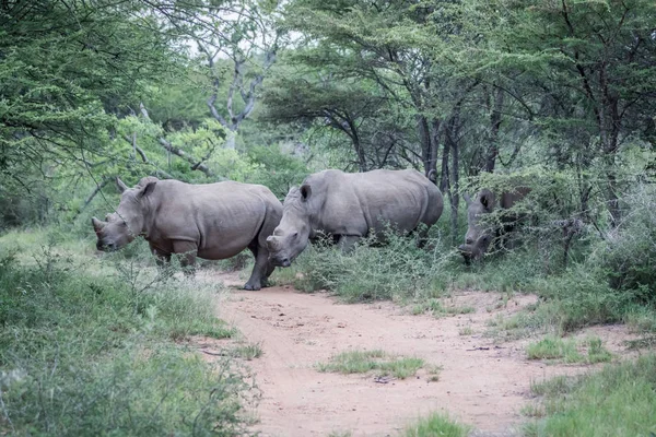 Grupo de rinocerontes brancos em pé na estrada . — Fotografia de Stock