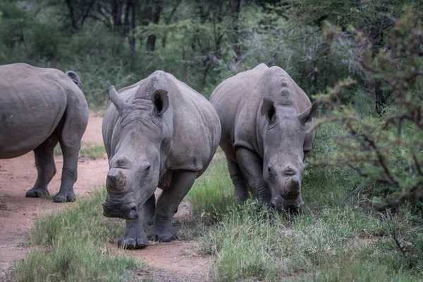 Grupul de rinoceri albi în picioare pe drum . — Fotografie, imagine de stoc