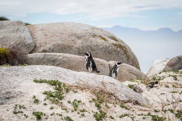 Dois pinguins africanos em pé sobre uma rocha . — Fotografia de Stock