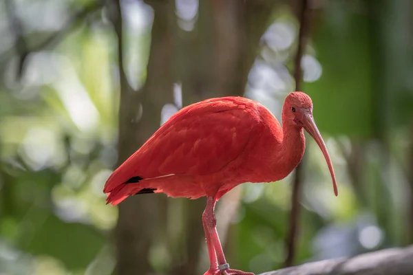 Ibis écarlate assis sur une branche . — Photo