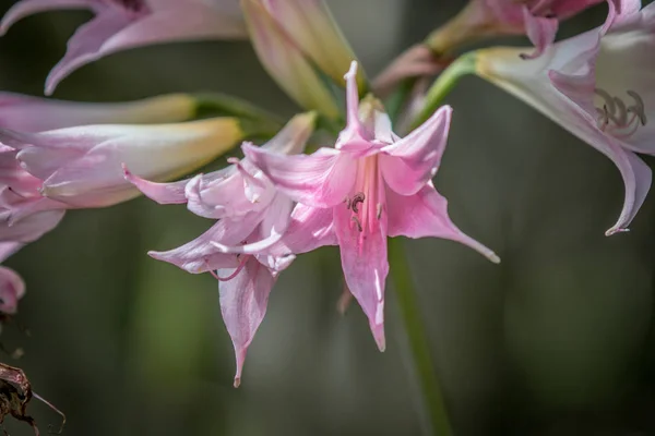 Belladonna lily yakın çekim.