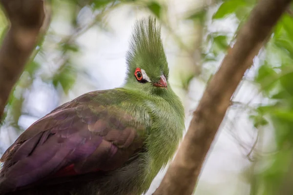 Knysna's turaco on a branch in the forest. — Stock Photo, Image