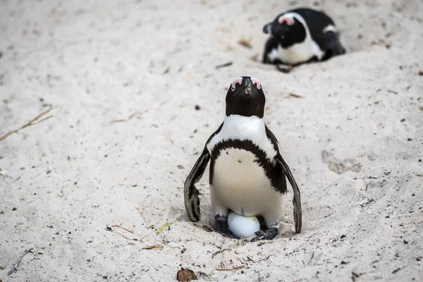 Pinguim africano sentado em um ovo . — Fotografia de Stock